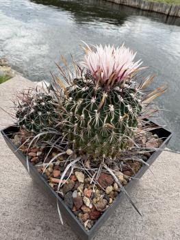 Preview: Stenocactus phyllacanthus